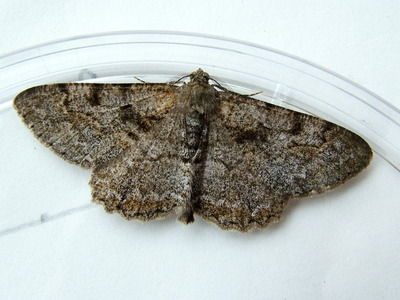 Mottled Beauty